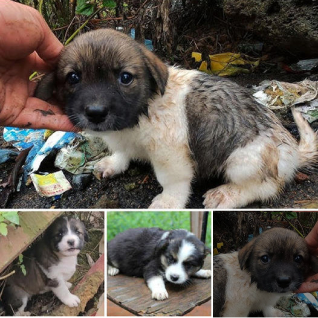 ¡Finalmente, un final feliz! La increíble historia de este perro abandonado, desde el dolor hasta la alegría más pura, te conmoverá—¡no te pierdas el momento que lo cambió todo! -dtht