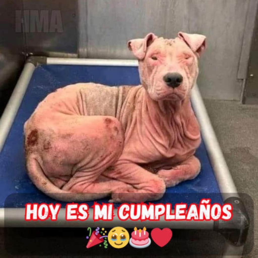¡Hoy cumplo años y todavía no he recibido ningún mensaje de felicitación!dvh