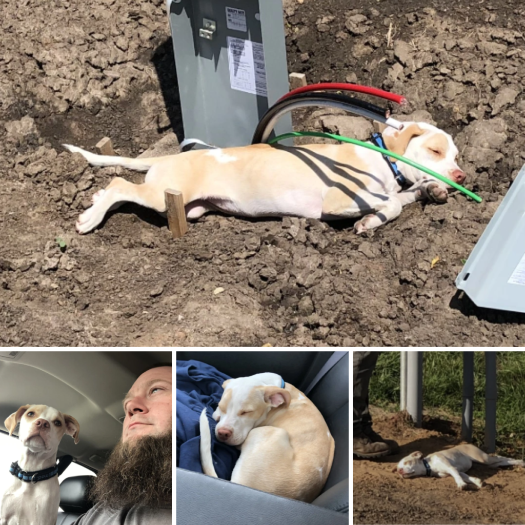 An abandoned puppy ensnared in electric wires on a bustling Kansas highway is rescued, capturing hearts and igniting a wave of online empathy and aid.thaolv