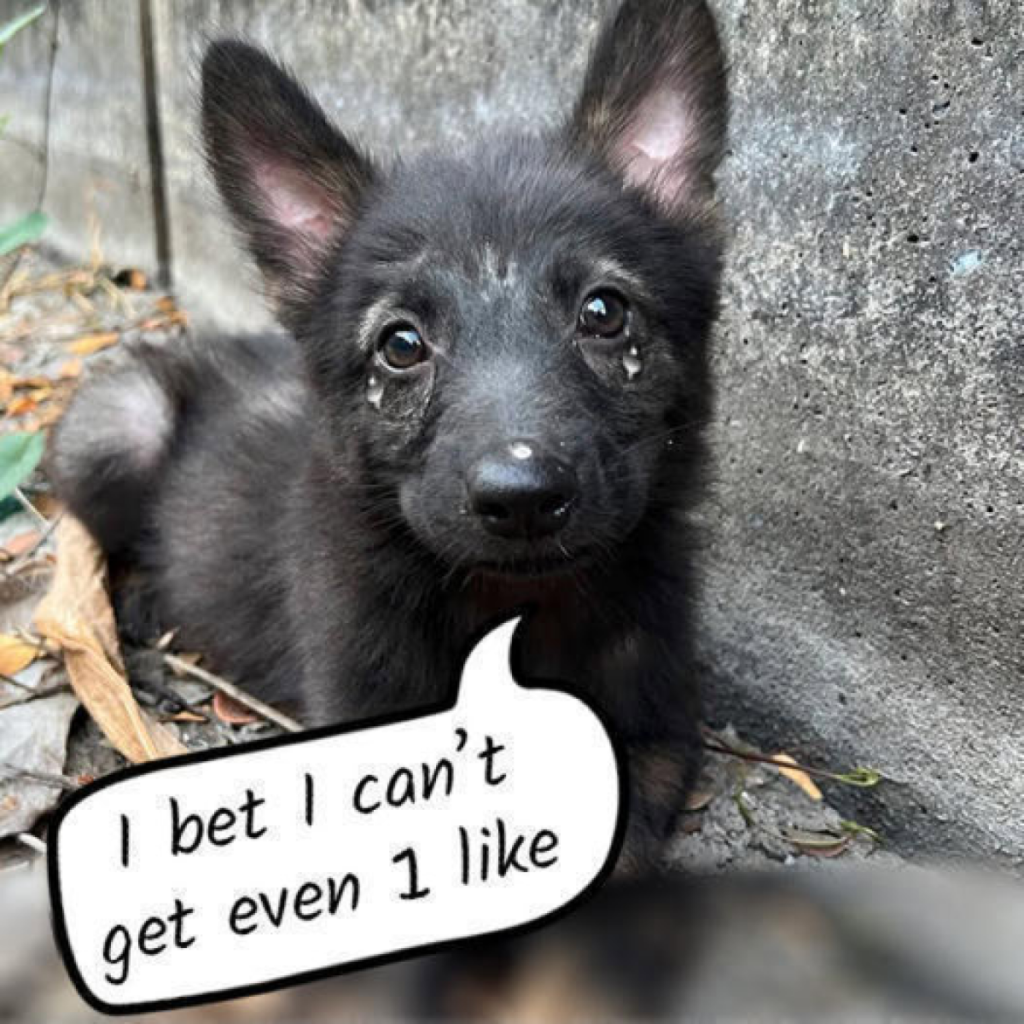 Bringing Home a Homeless German Shepherd Puppy Found on the Streets.dvh