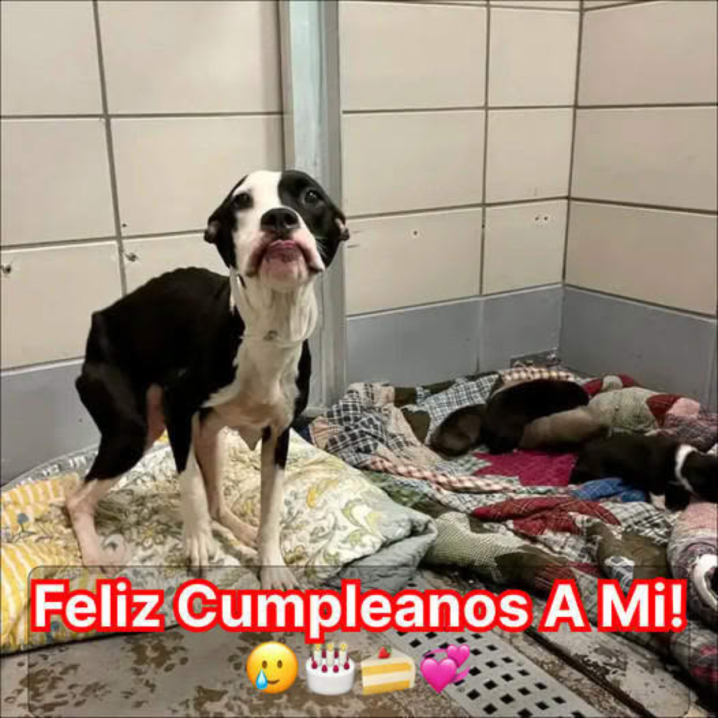 Hoy es mi cumpleaños, porque soy fea, nadie me bendijo ☹️!dvh