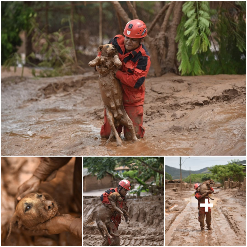 A Dog Trapped in Quicksand Is Rescued in a Heartwarming Operation, Restoring Faith in Humanity-pvth