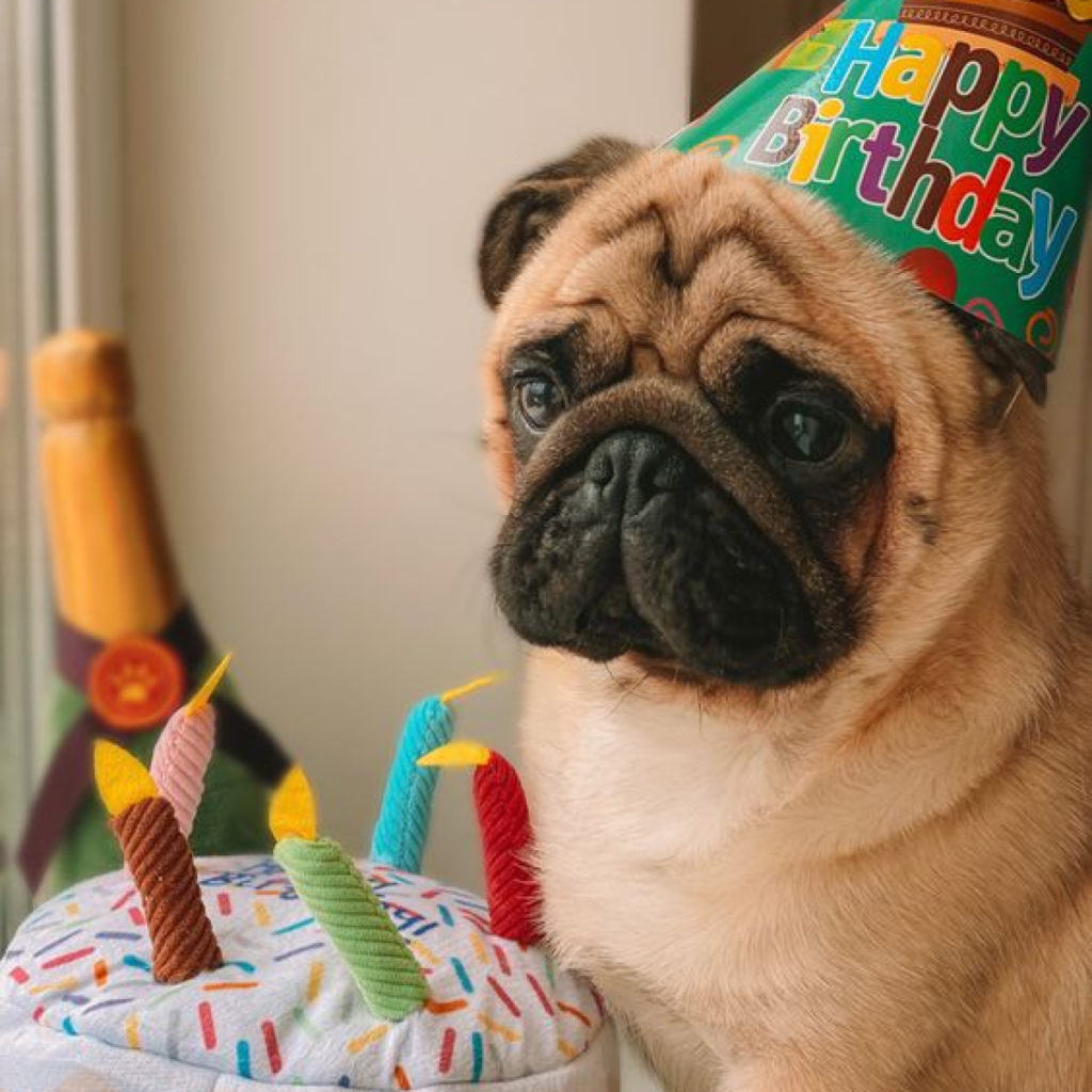 A Heartfelt Birthday for a Beloved Pit Bull.dlam