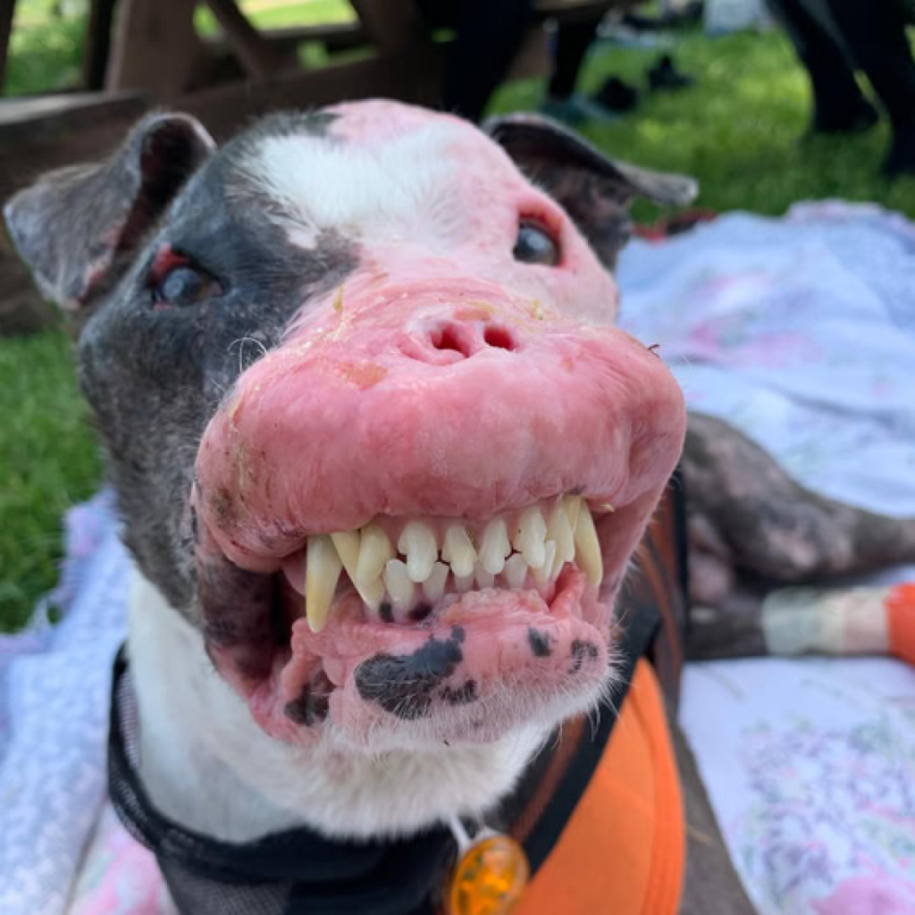 A Heartfelt Tribute To Our Resilient Pup.dvh
