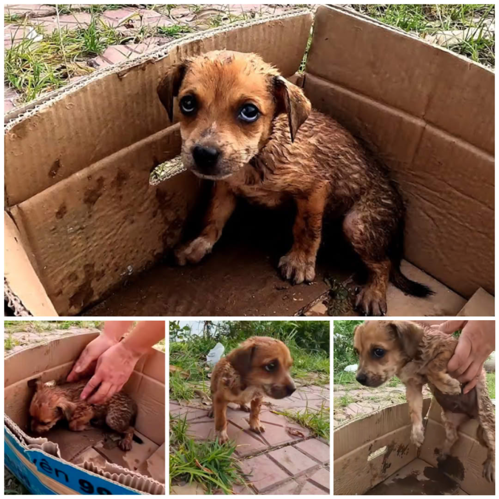 A Sick Puppy Cast into the Harsh Sunlight of Despair by a Cruel Owner-pvth