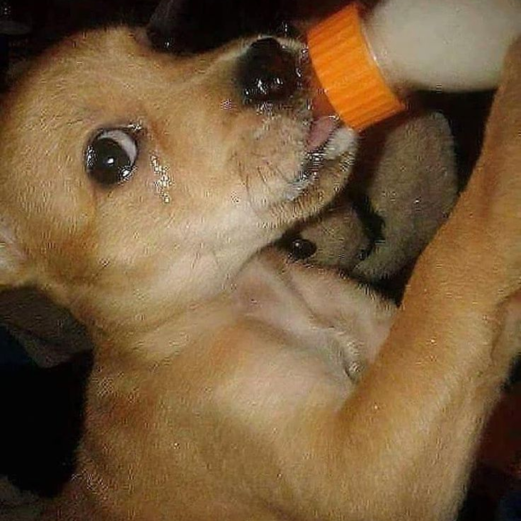 A Starving Dog and His First Drop of Nourishment.thaolv
