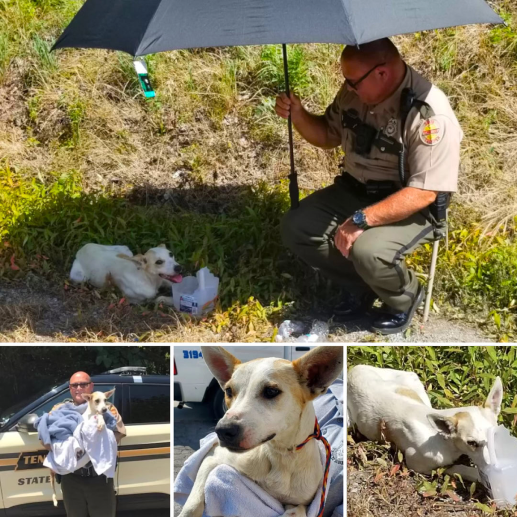 A Stranded Dog Finds a Forever Home Thanks to a Kindhearted Officer-pvth