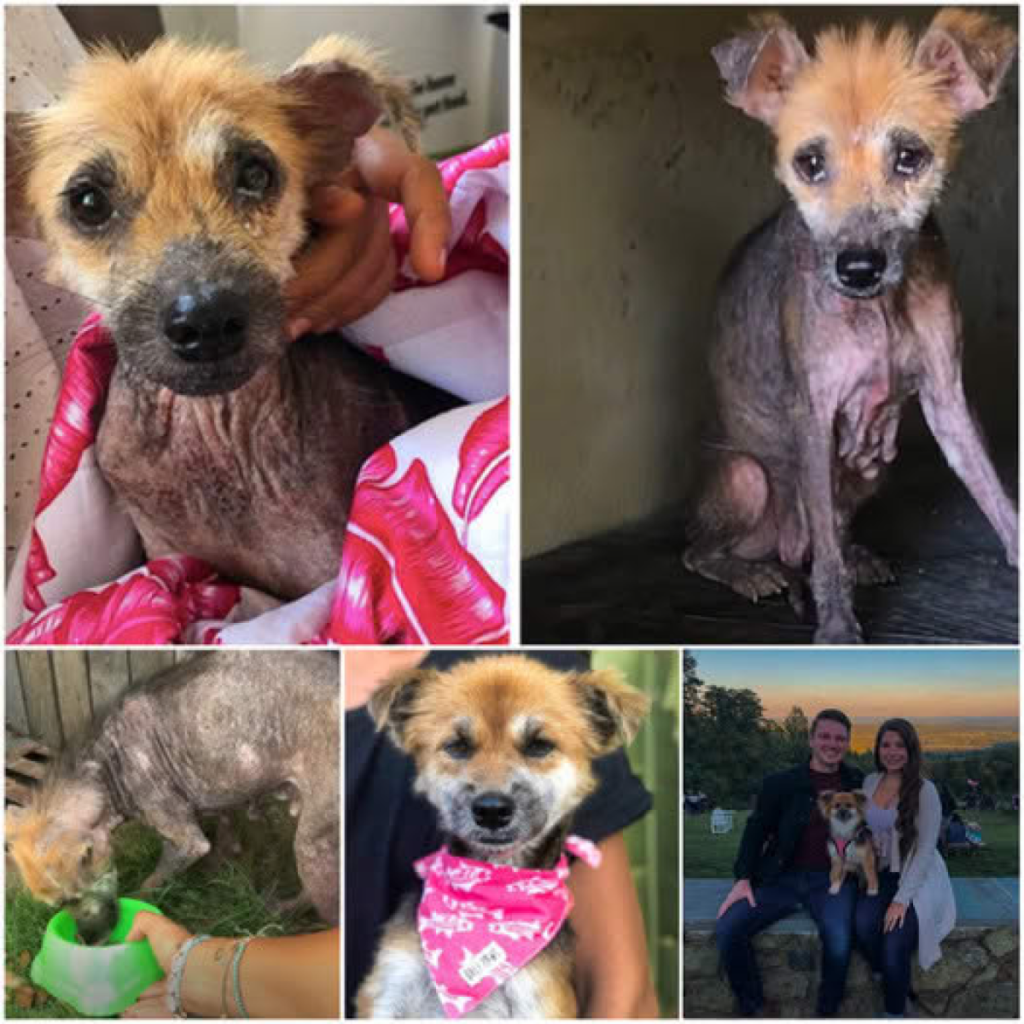 A Stray Dog’s Transformation from Wandering the Streets to a Life of Love and Luxury-pvth