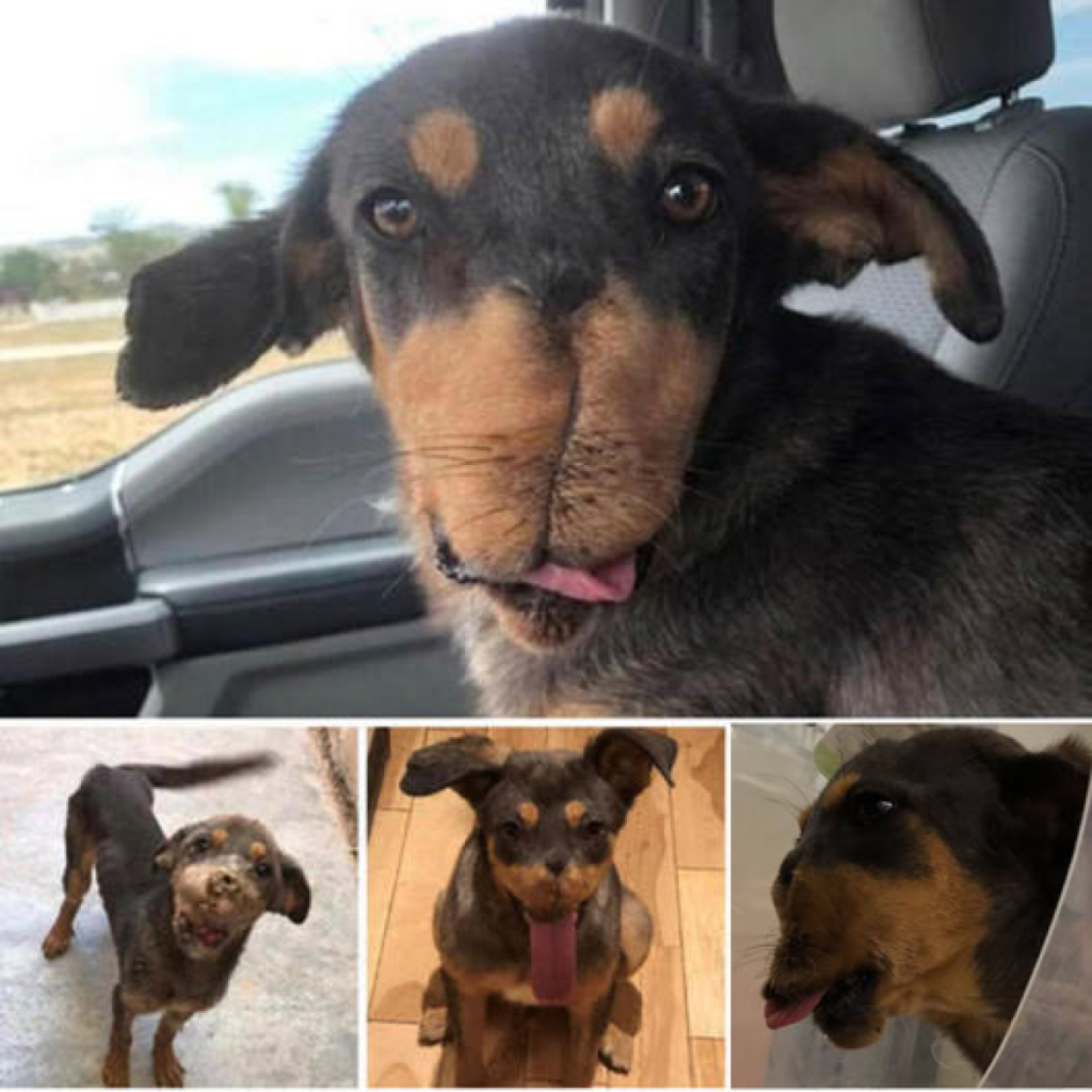 A Terrified Dog in Mexico Learns to Face Fireworks and Discovers a New Beginning with a Caring Family.dvh