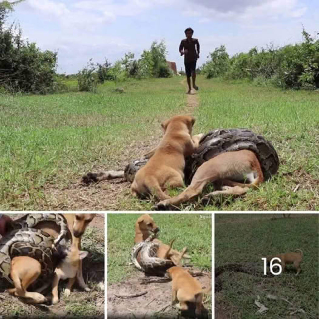 A brave puppy cries for help and fights to save its mother from an attack by a giant python.dvh