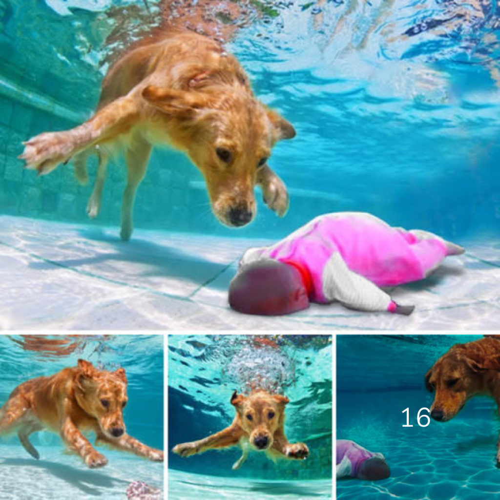 A courageous dog earns heartfelt praise from its owner and the online community for heroically rescuing a baby.dvh