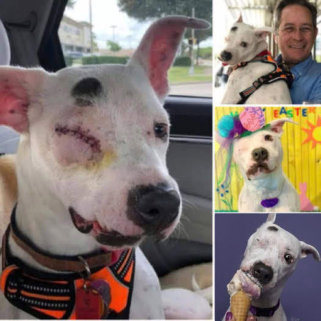 A courageous one-eyed dog, radiating unconditional love, teaches us that true beauty is found in resilience, strength, and a kind heart-pvth