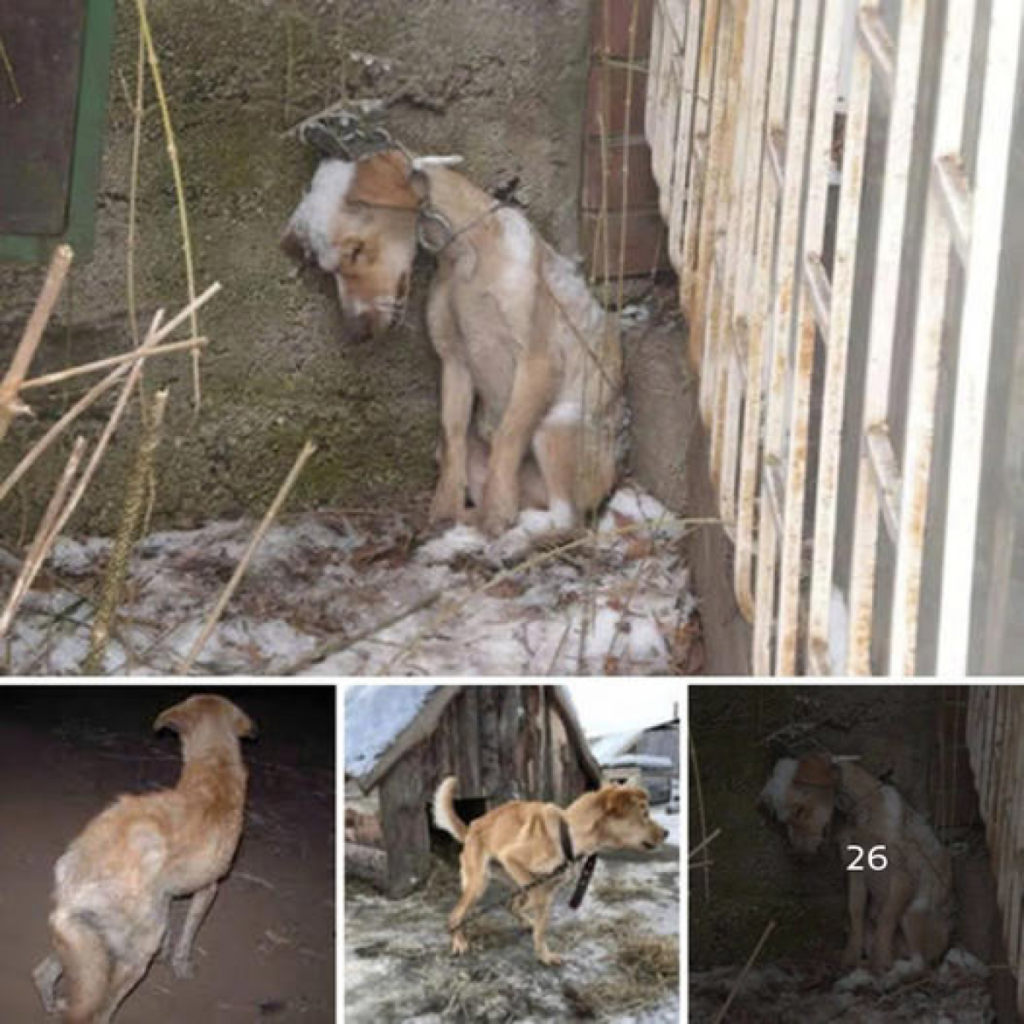 A desperate plea for rescue as an emaciated dog fights the cold alone and abandoned in a winter storm.dvhdvh