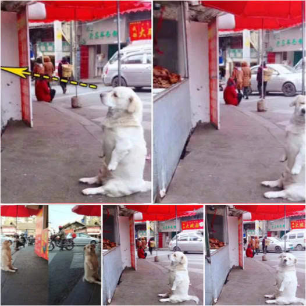 A dog melts hearts as he patiently sits by a food stall, hoping for a piece of fried chicken, winning everyone over with his irresistible charm-pvth