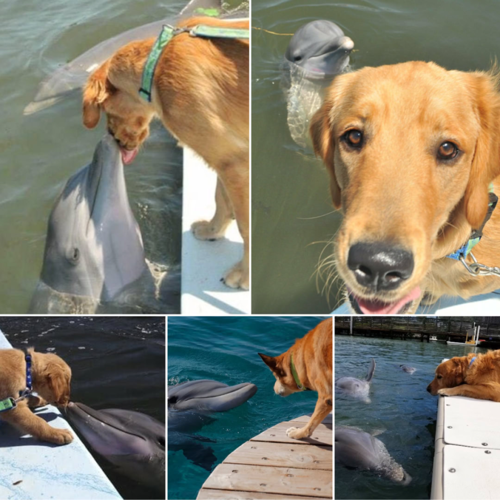 A dolphin patiently waits while its Golden Retriever friend leans in for a sweet kiss, creating an adorable moment that quickly goes viral online-pvth