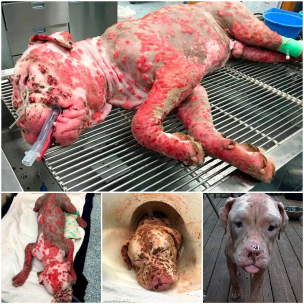 A hearing-impaired dog, swarmed and attacked by countless bees, was saved just in time, escaping a harrowing ordeal-pvth
