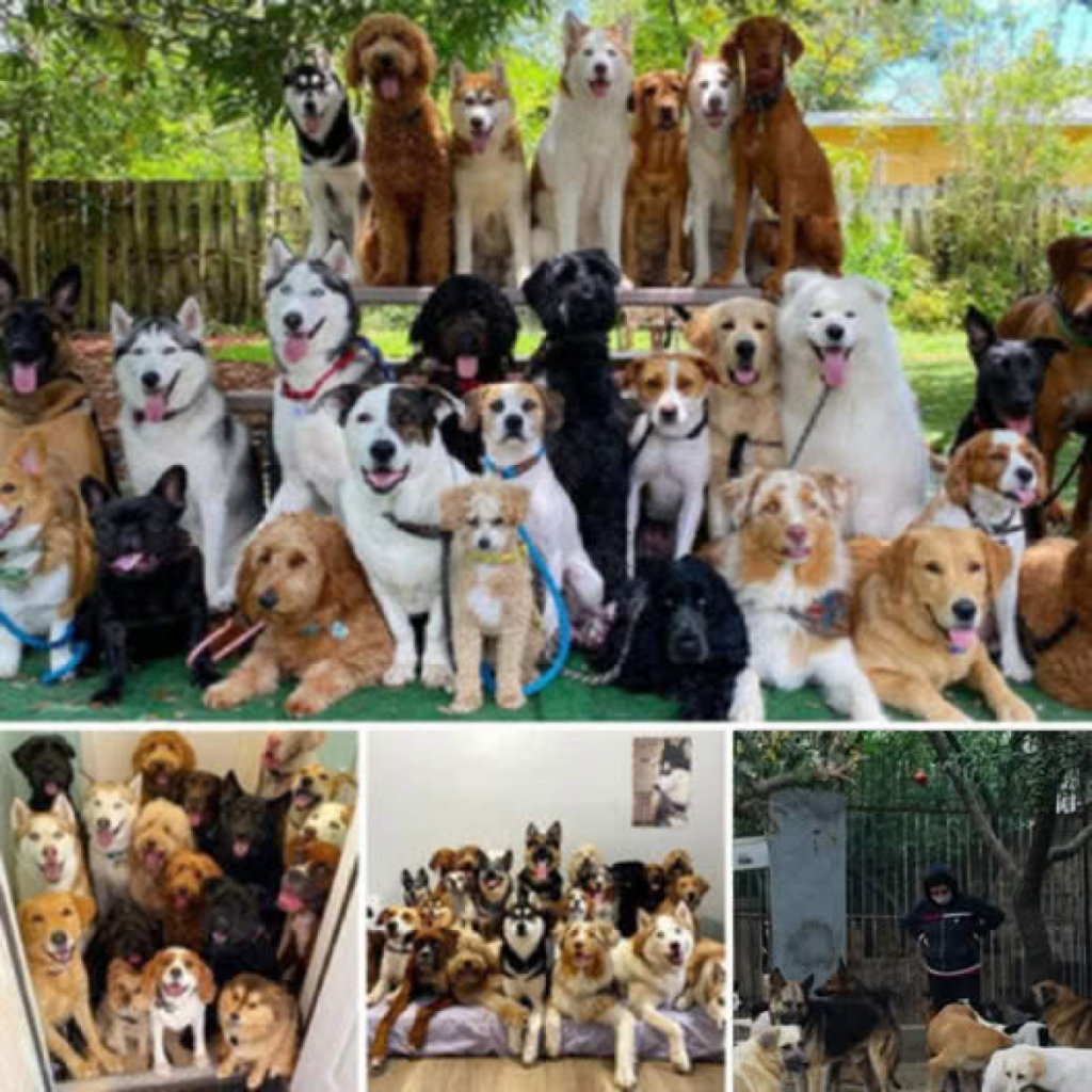 A man rescues 350 stray dogs, providing them with love, care, and a sanctuary where they can finally feel at home-pvth