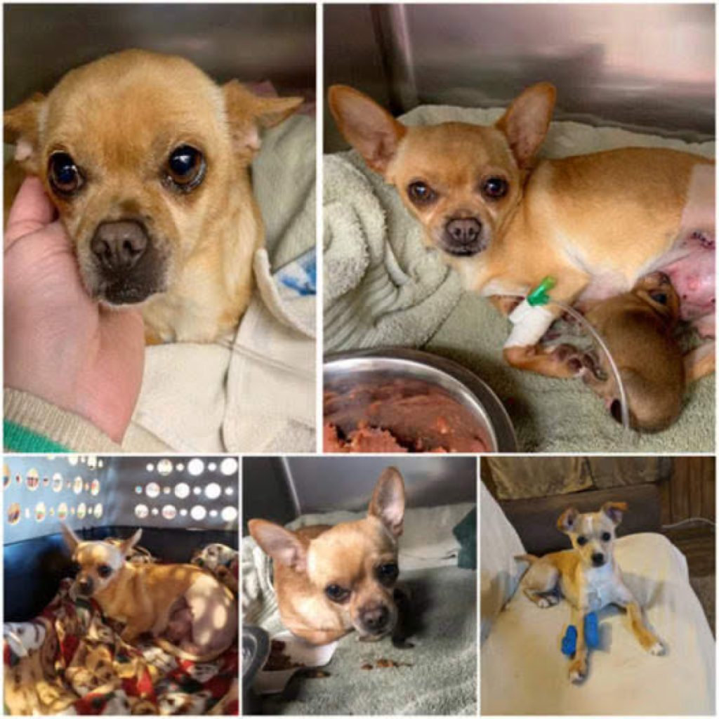 A mother dog’s incredible strength and unwavering love shine through as she endures being hit by a car during labor, heroically giving birth to her puppies in a miraculous display of resilience-pvth