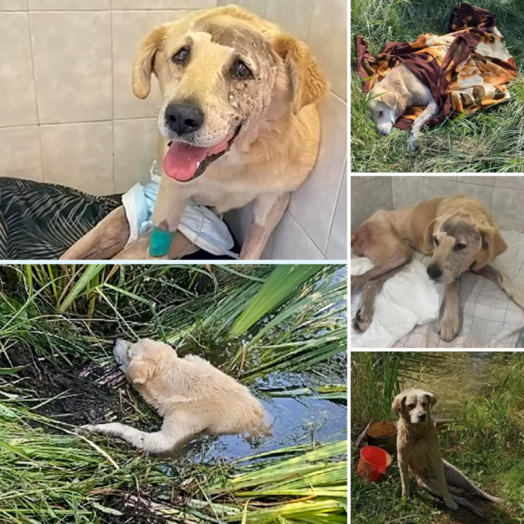 A paralyzed and gravely injured dog, trapped in a river, sheds tears of profound gratitude following a compassionate and life-saving rescue-pvth