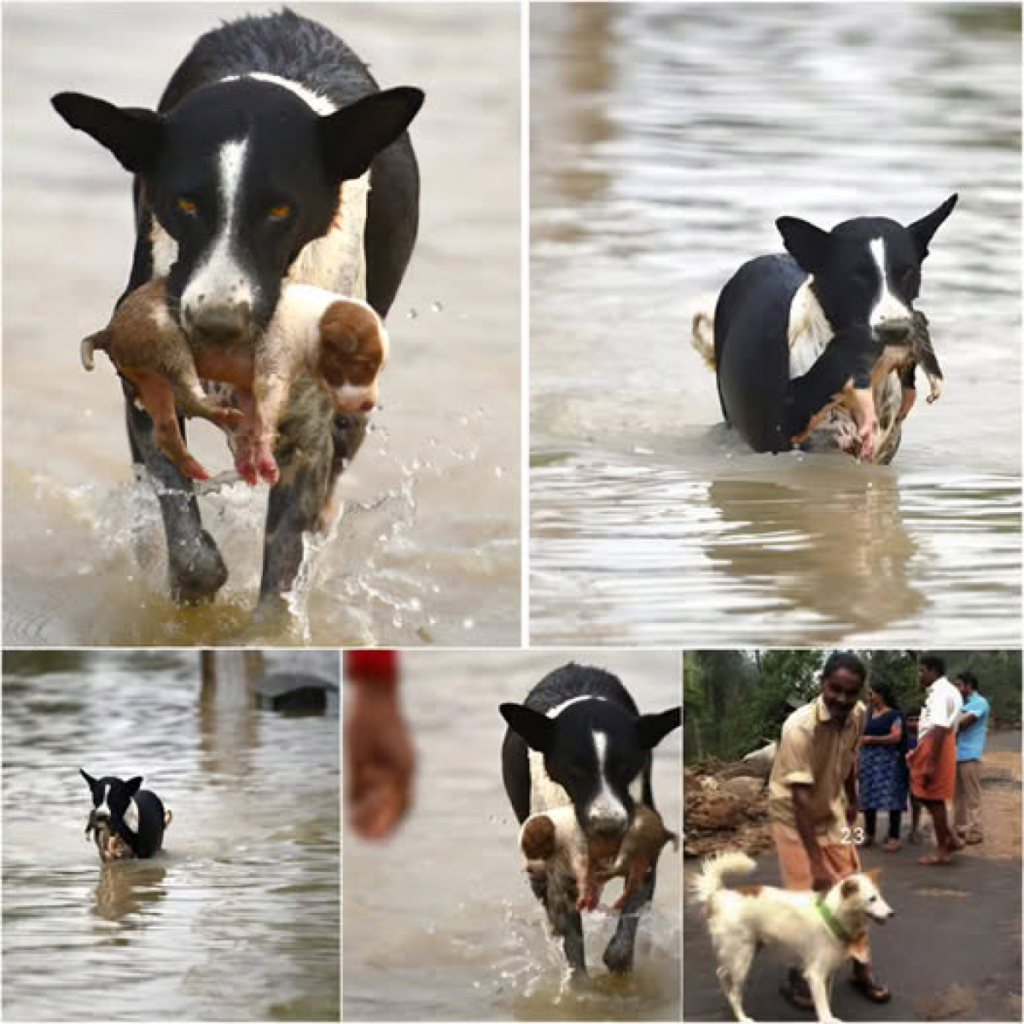 A paralyzed dog, saved from a river in the nick of time, achieved an extraordinary recovery thanks to the unwavering love and care of its dedicated owner-pvth