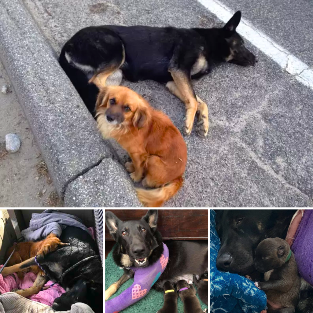 A stray dog’s loyalty shines as he refuses to leave his injured, pregnant German Shepherd friend lying on the road, protecting her until help arrives.thaolv