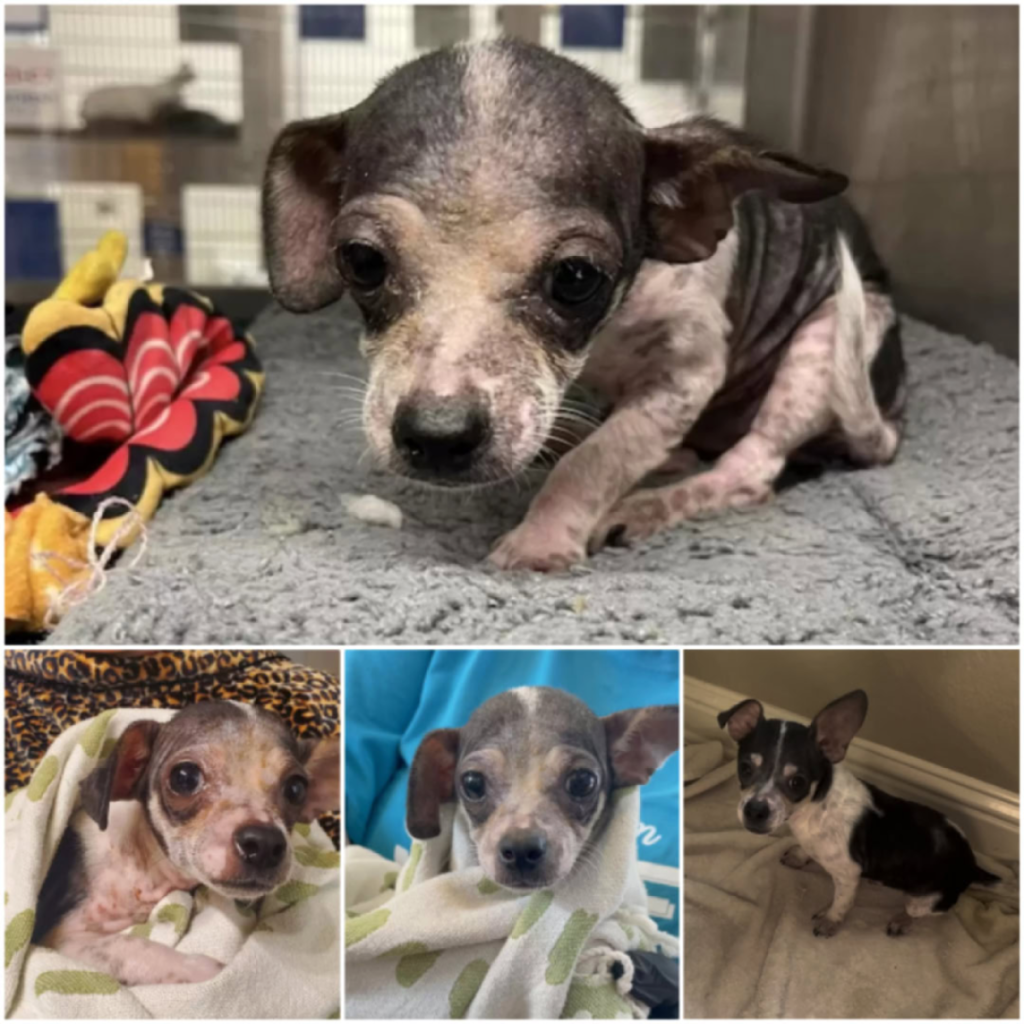 A tiny shelter puppy transforms into a vibrant and happy dog after just a few weeks of dedicated love and attention-pvth