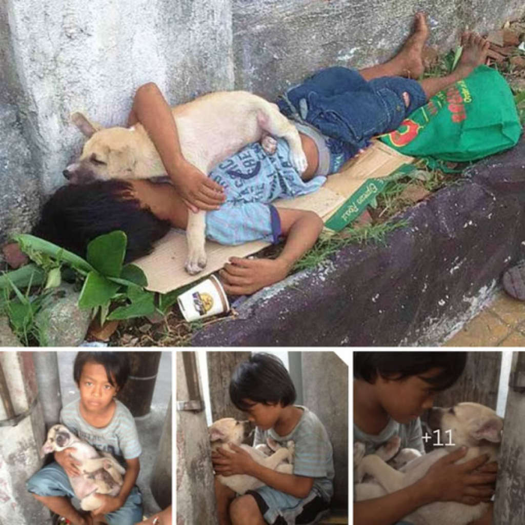 A touching story unfolds as a young boy, abandoned by his parents, finds love and solace in the unwavering devotion of a loyal dog who becomes his truest friend.dvh