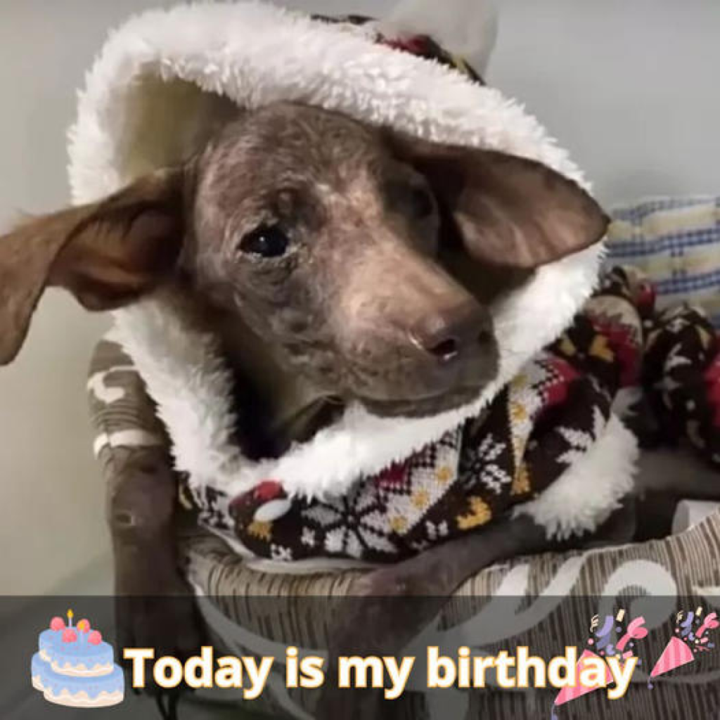 A woman in Washington rescued an injured wild poodle, giving him care and a new home.dvh