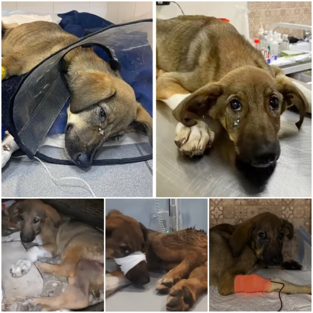 After spending days alone on the streets, the dog wept with relief and gratitude when kind hands finally came to its aid-pvth