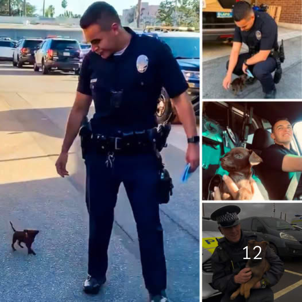 An abandoned puppy runs after a police officer, its tiny paws moving with hope as it silently pleads for a chance to be loved and adopted.dvh