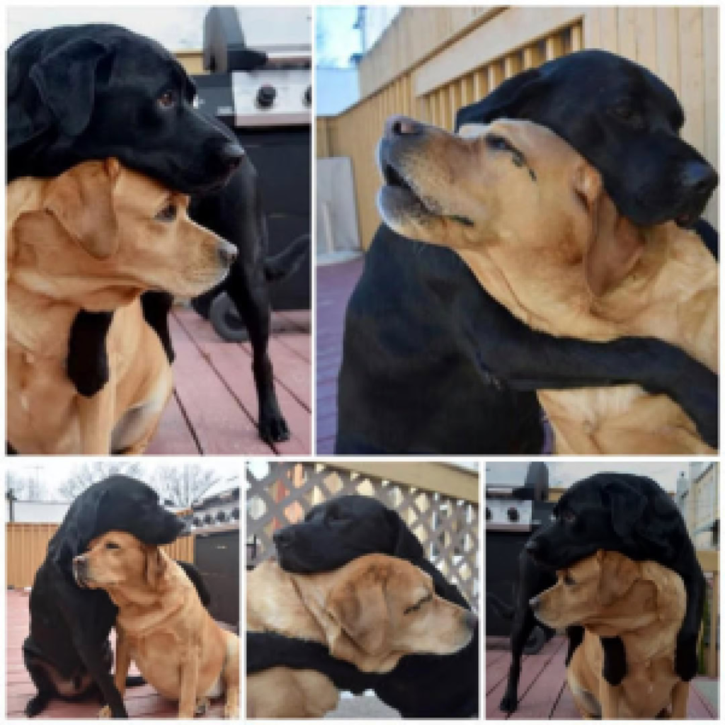 An emotional reunion unfolds as two stray dogs, separated for eight long months, lovingly embrace, touching hearts with the power of their unbreakable bond-pvth