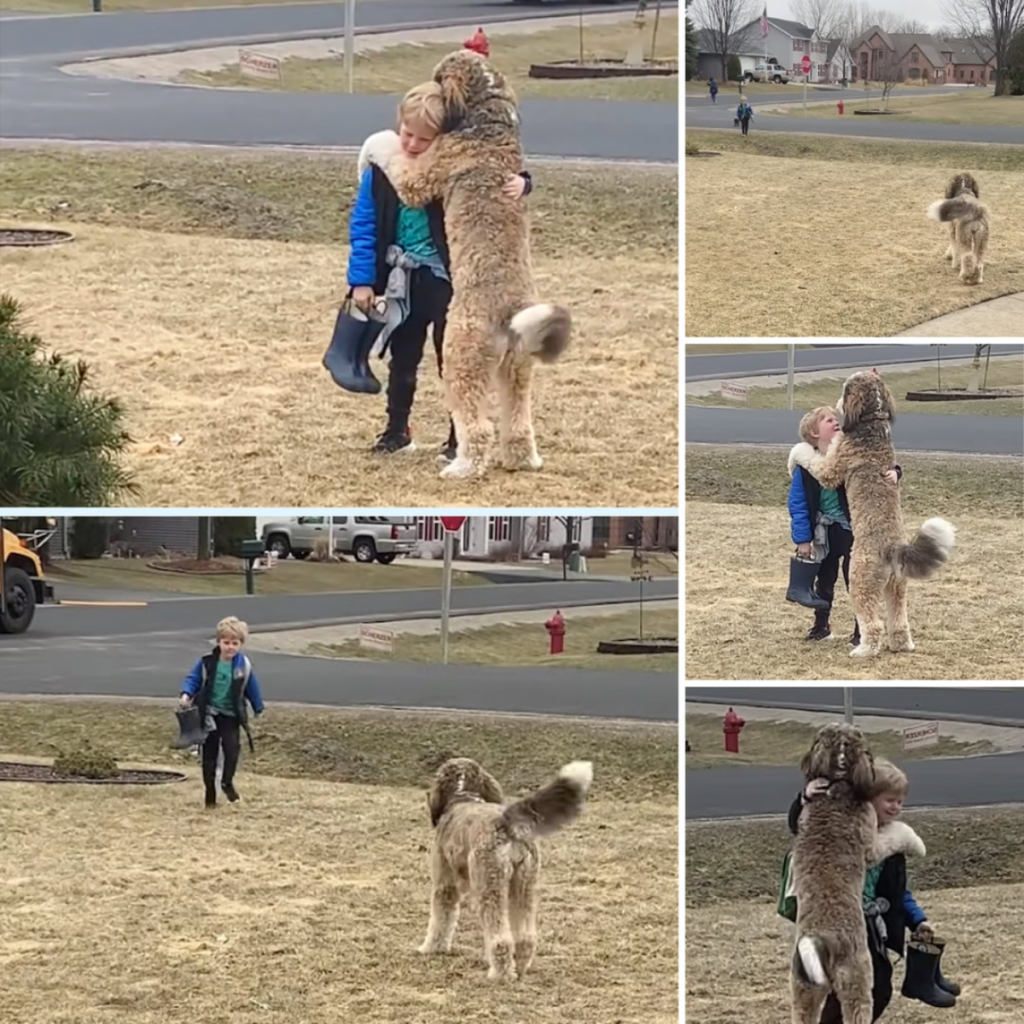 As the school bus pulls up, an enthusiastic dog eagerly awaits, ready to greet everyone stepping off with loving hugs and joyful welcomes-pvth