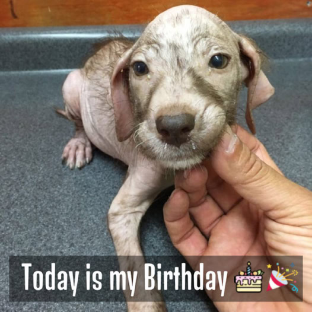 Celebrating Life and Survival on Her Birthday.dvh