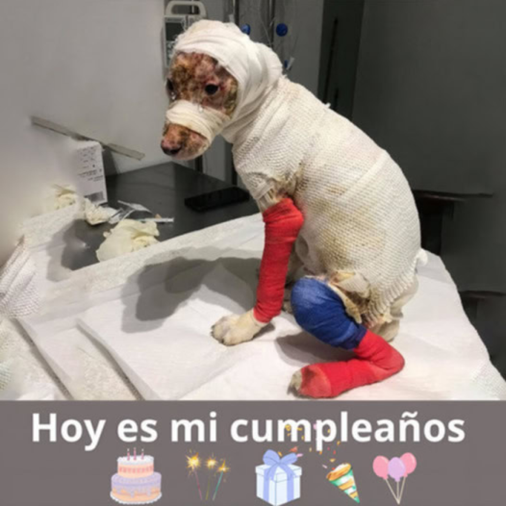 Con lágrimas en los ojos, pasé un cumpleaños terrible.dvh