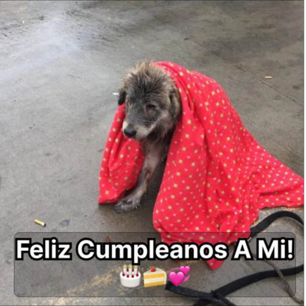 Deseándome un cumpleaños tan brillante y vibrante como los colores del arcoíris. ¡Que empiece la celebración!dvh