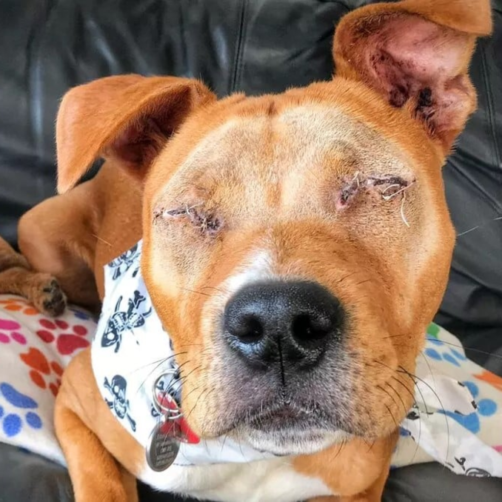 Experience the Resilience of This Warrior Despite Facing Two Heartless Owners.dvh