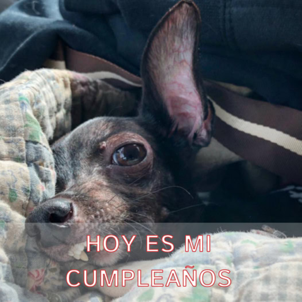 Freddy, el cachorro deforme, encuentra esperanza y amor en su cumpleaños.dvh