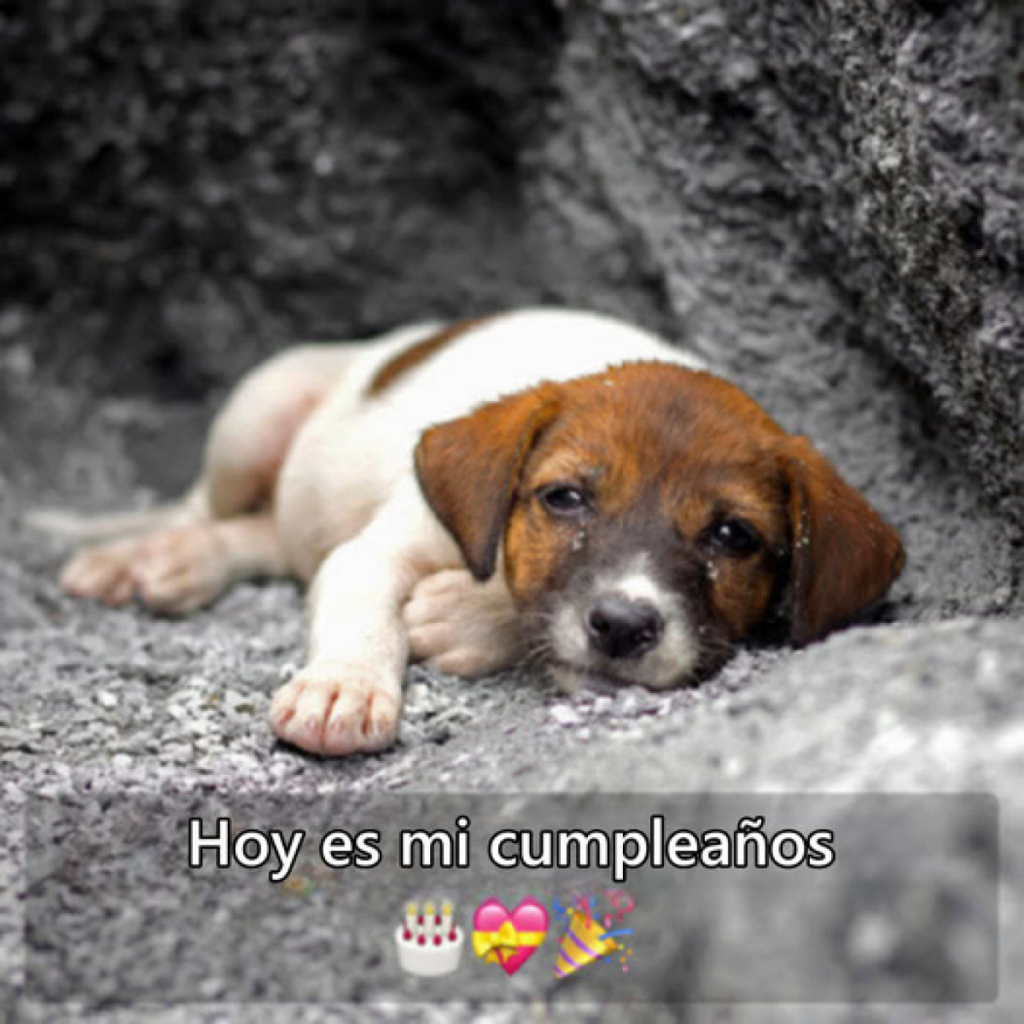 Hoy es mi cumpleaños, pero no puedo evitar sentirme triste porque nadie se ha acordado de enviarme buenos deseos.dvh