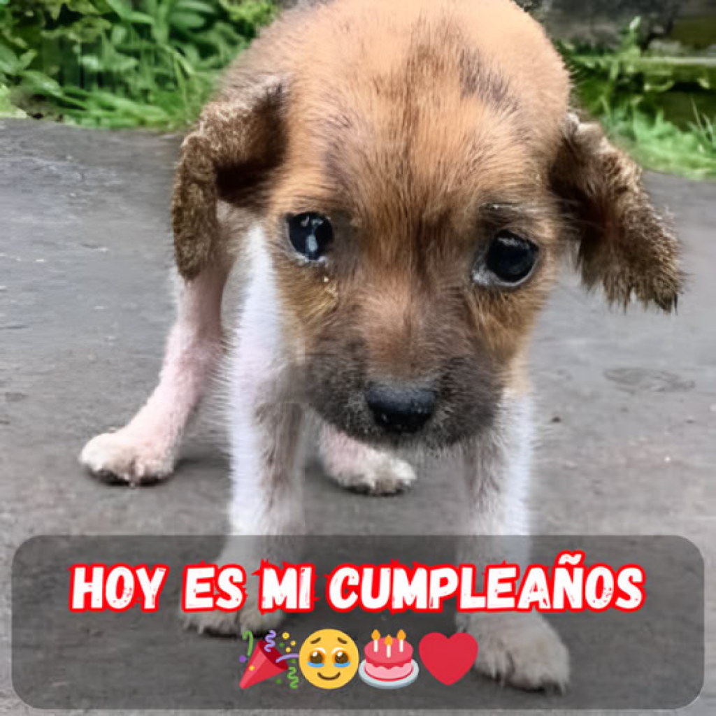 Hoy es mi cumpleaños, un día que usualmente trae alegría, conexión y cálidos deseos.dvh