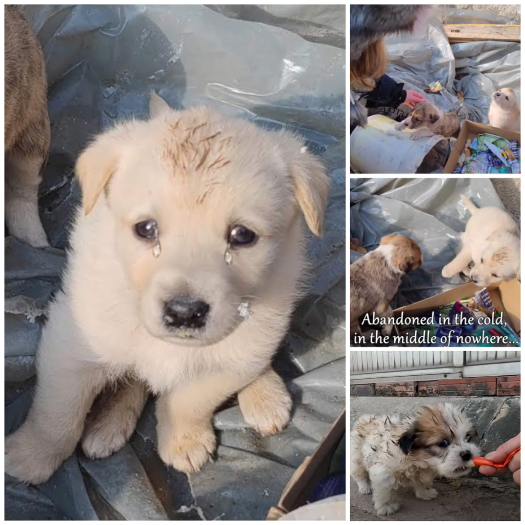 I Came Across a Homeless Puppy Scavenging for Food on the Street; He Was Desperately Hungry-pvth