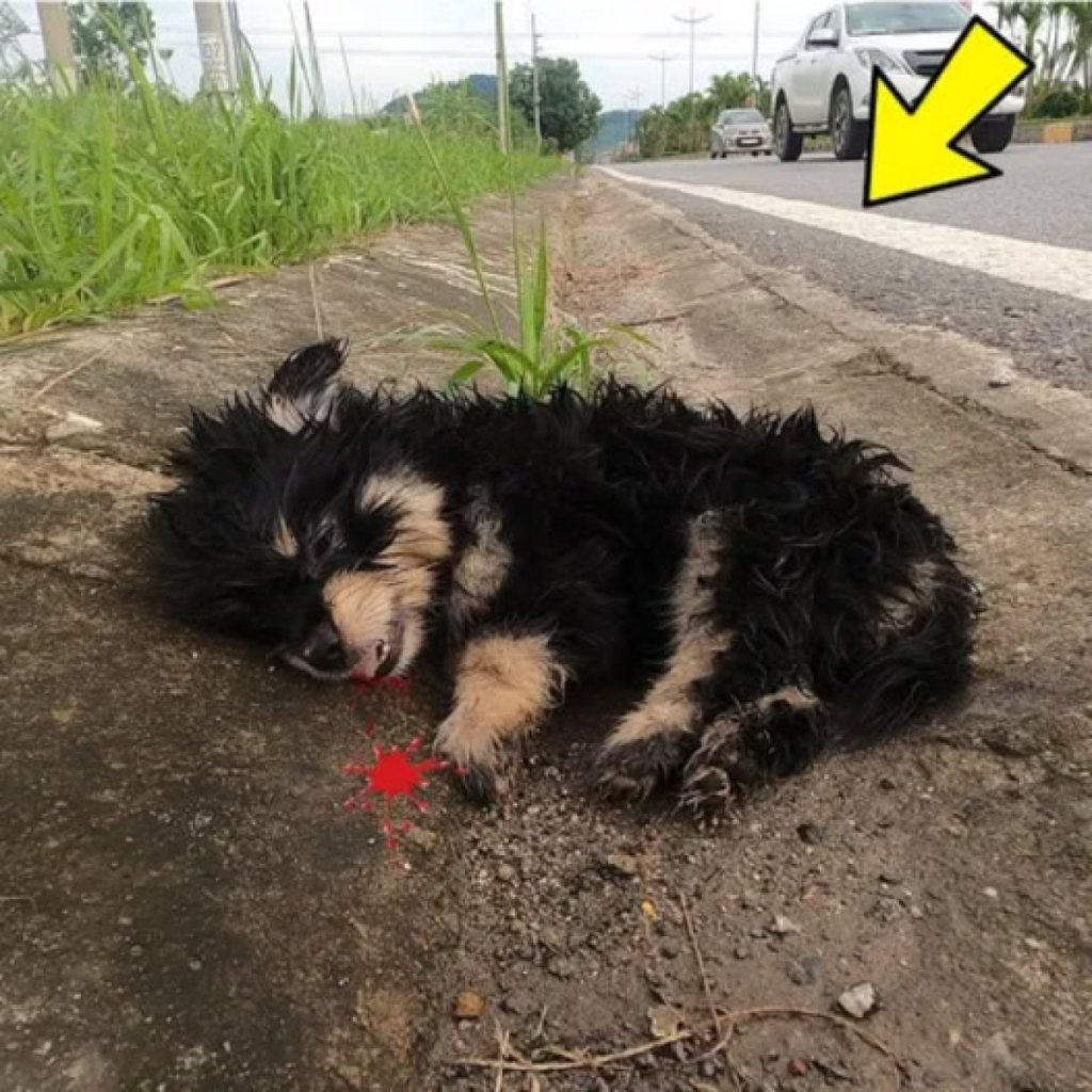 In a tale of resilience and love, an abandoned 4-week-old puppy’s journey highlights the transformative power of compassion and the enduring light of hope.dvh