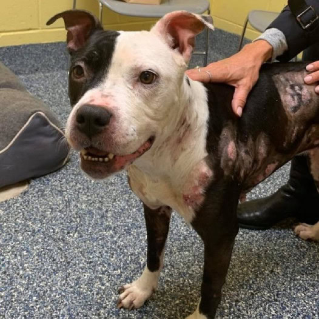 Injured Pit Bull Rescued by Police Seeks Her Owner.dvh
