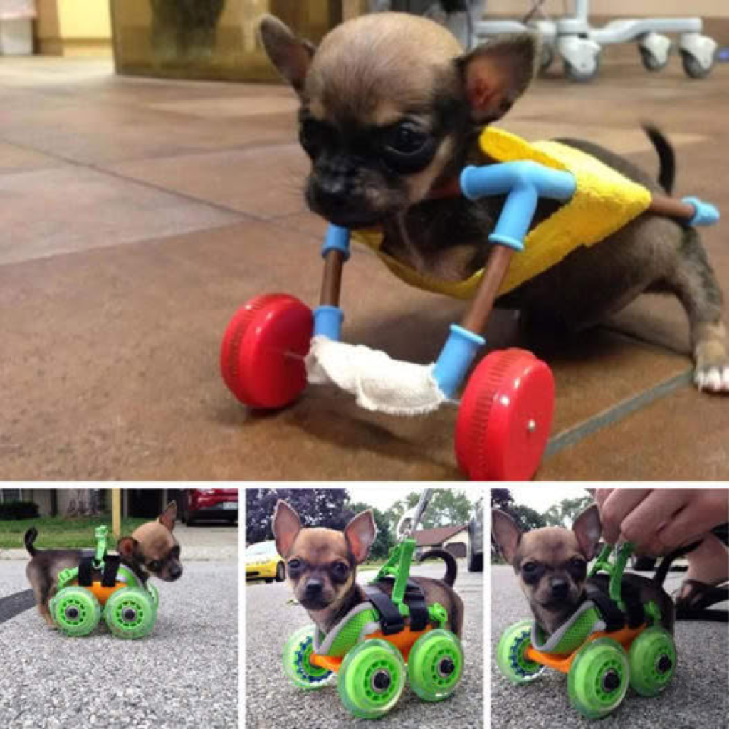 Introducing the charming two-legged puppy who discovered joy and love in the care of his devoted young owner-pvth