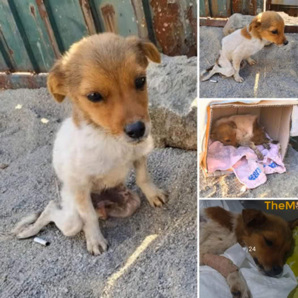 Left alone by the roadside for days, a desperate dog begged for help from passersby, only to face heartless neglect and indifference-pvth