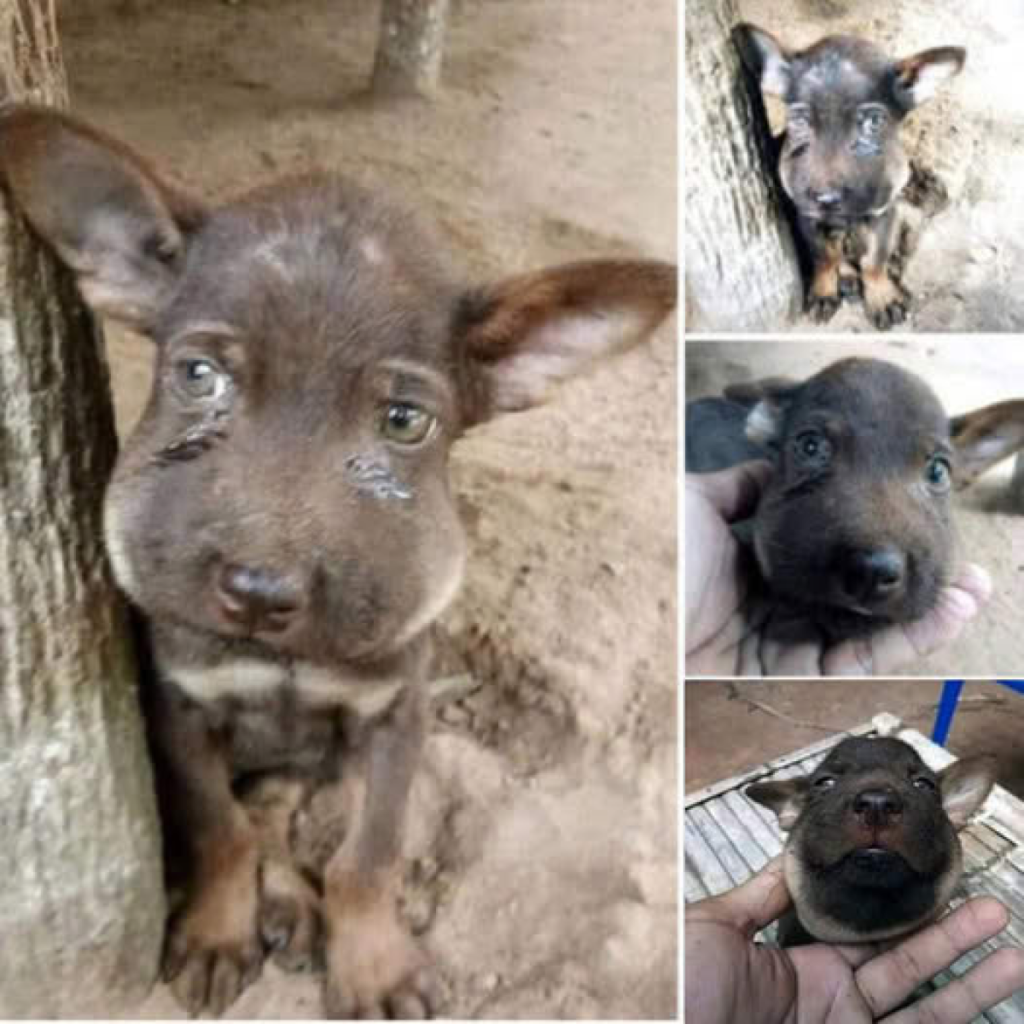Meet the courageous little pup who had an unexpected run-in with a bee, ending up adorably swollen but safe, all thanks to a swift and ingenious rescue! Wondering how they saved this tiny hero-pvth