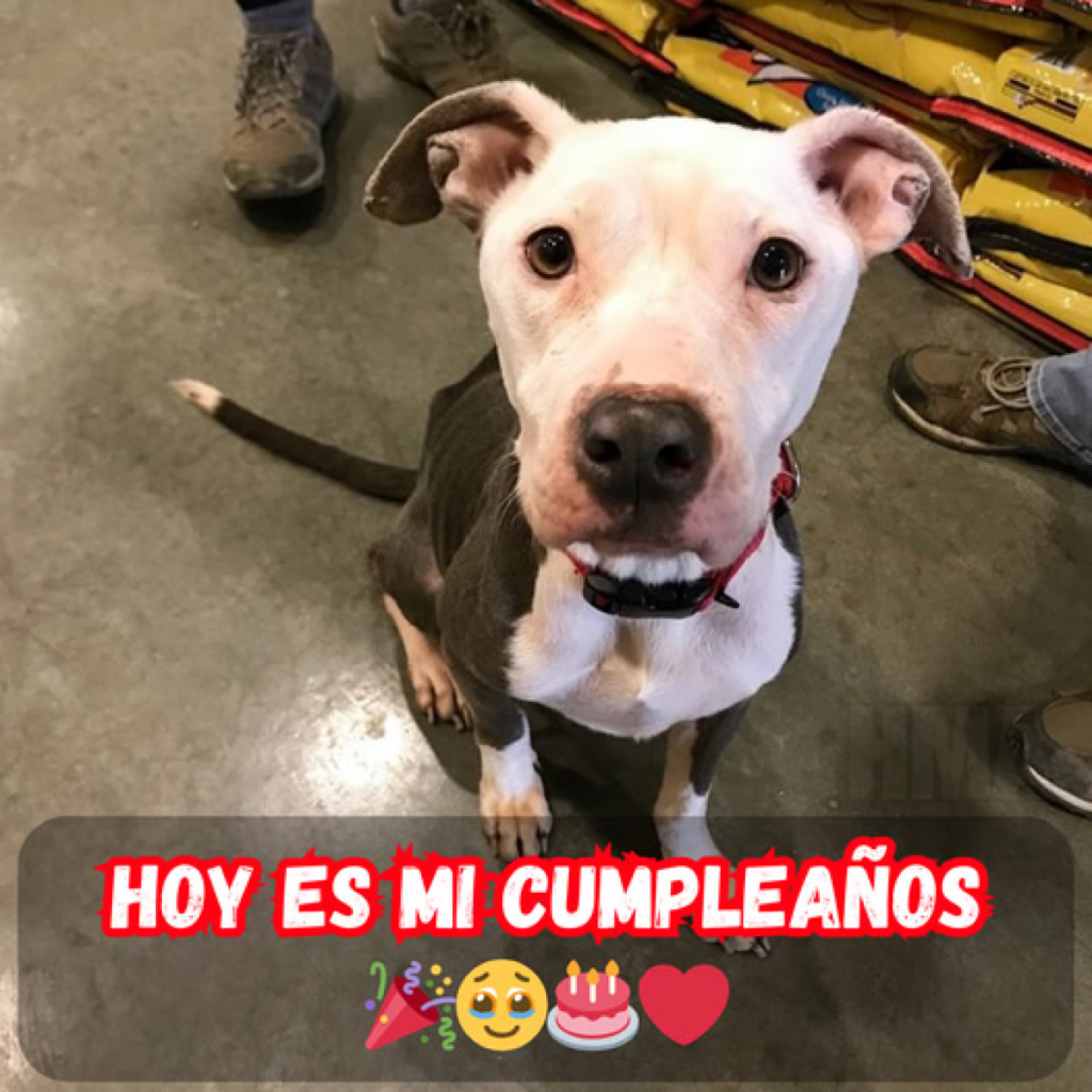 Mi cumpleaños ha pasado y aún nadie se ha comunicado para celebrarlo conmigo... Me siento olvidado.dvh