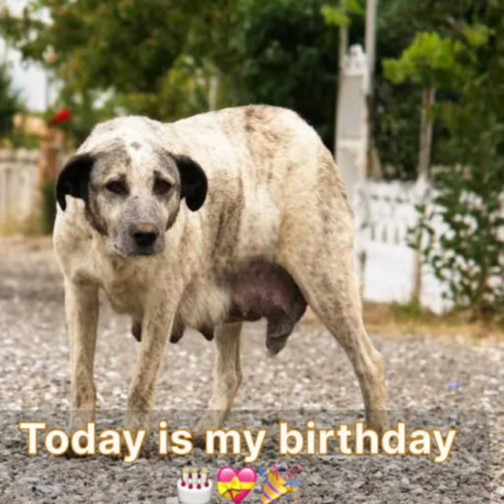 My birthday feels eerily calm, as though the world has foгɡotten to acknowledge this milestone.dvh