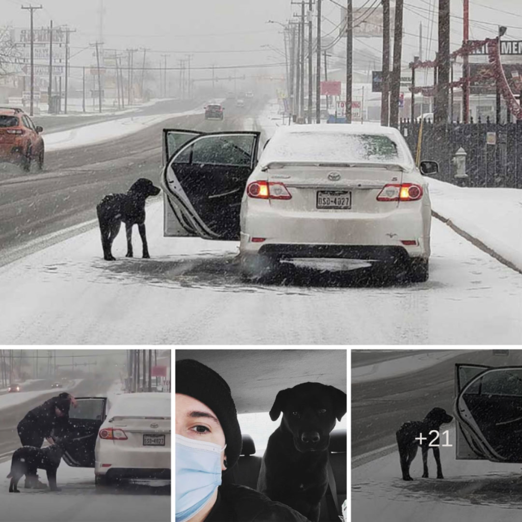 On a snow-covered road, a touching rescue unfolds as a kind-hearted woman saves a trembling dog, providing him with warmth and safety-pvth