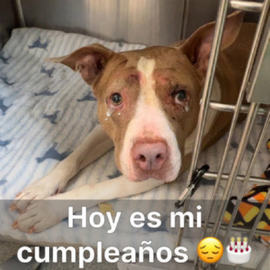 Siete años sola en un refugio, hoy es mi séptimo cumpleaños, pero sigo aquí esperando que alguien me adopte.dvh