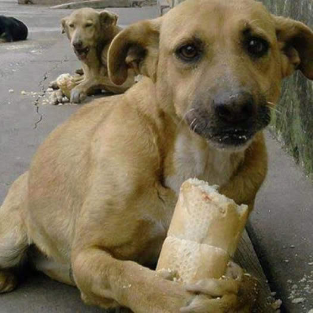 Simple Act of Love: Starving Stray Dog’s Joy Over Bread Sparks Global Emotion.dvh